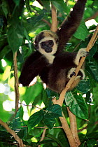 White-handed gibbon juvenile in tree, Singapore Zoo