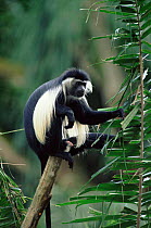 Black and white colobus monkey male