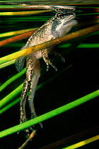 Common frog {Rana temporaria} froglet with tail. Underwater, Germany