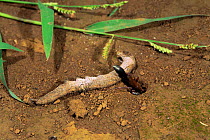 Female sand wasp {Ammophila beniniensis imerinae} with caterpillar prey, next to burrow, Madagascar.
