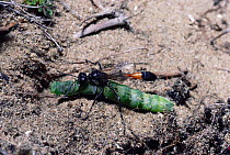 Sand wasp (Amophila sabulosa) taking moth larva prey to nest  England