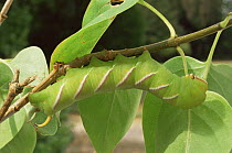 Caterpillar larva of Privet hawkmoth {Spinx ligustri} UK