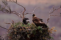 Golden eagle (Aquila chrysaetos) adult and chick at nest. Primorskiy, Far East Russia
