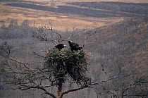 Golden eagle nest with adult and chick {Aquila chrysaetos} Primorsky Krai, Far East Russia.