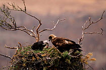 Golden eagle nest with adult and chick Far East Russia, Primorskiy Region.