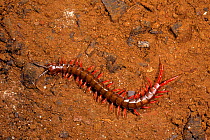 Centipede {Chilopoda} in Ankarana Special Reserve, Madagascar