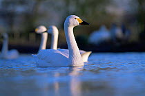 Bewick's swans on water {Cygnus bewickii} WWT Slimbridge, Gloucestershire