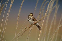 Savannah sparrow singing. {Passerculus sandwichensis} Nome, Alaska, USA.