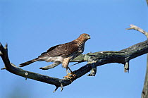 Coopers hawk perched. {Accipiter cooperii} Cape May, NJ, USA. Autumn, New Jersey