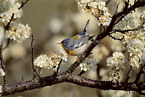 Northern parula warbler perched. {Parula americana} Long Is, NY, USA.