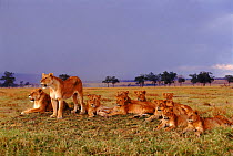 Lion pride (Panthera leo) Masai Mara NP, Kenya, East Africa