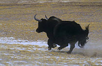 Wild yak (Bos mutus) charging, Kekexili, Qinghai, China, Vulnerable