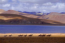 Tibetan landscape with Tibetan ass. Ali, Tibet, China