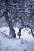Red deer stag eating bark from tree in snow storm {Cervus elaphus} Glen Cannich Scotland, UK