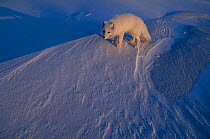 Arctic fox on snow {Vulpes lagopus} Ellesmere, Northern Territory, Canada.