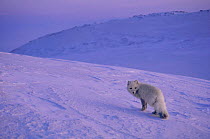 Arctic fox on snow. {Vulpes lagopus} Ellesmere Northern territory, Canada.