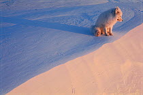 Arctic fox on snow (Vulpes lagopus). Ellesmere, Northern Territory, Canada. (This image may be licensed either as rights managed or royalty free.)