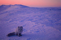 Arctic fox on snow, evening light {Vulpes lagopus} Ellesmere Northern territory, Canada.