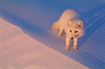 Arctic fox portrait {Vulpes lagopus} Ellesmere Northern territory, Canada.