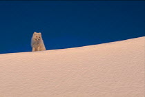 Arctic fox on snow {Vulpes lagopus} Ellesmere Is, NT, Canada Northern territory.