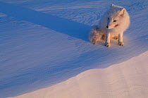 Arctic fox on snow {Vulpes lagopus} Ellesmere, NorthernTerritory, Canada.