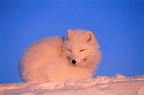 Arctic fox resting {Vulpes lagopus} Ellesmere, Northern territory, Canada.