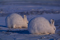 RF- Arctic hares feeding (Lepus arcticus). Ellesmere, NorthernTerritory, Canada. (This image may be licensed either as rights managed or royalty free.)