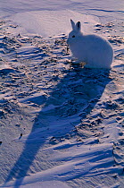 Arctic hare on snow with long shadow {Lepus arcticus} Ellesmere Is, NT, Canada.