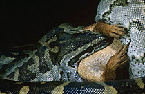 Rock python (Python sebae) consuming Ground squirrel, Tsavo East NP, Kenya