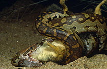 Rock python (Python sebae) consuming Ground squirrel, Tsavo East NP, Kenya