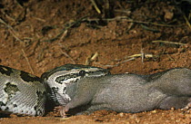Rock python {Python sebae} swallowing rat, Tsavo East NP, Kenya, sequence 2/4