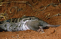Rock python {Python sebae} swallowing rat, Tsavo East NP, Kenya, sequence 3/4
