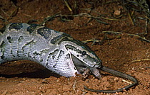 Rock python {Python sebae} swallowing rat, Tsavo East NP, Kenya, sequence 4/4
