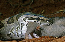 Rock python {Python sebae} swallowing rat, Tsavo East NP, Kenya, sequence 1/4