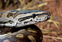Rock python {Python sebae} Tsavo East NP, Kenya