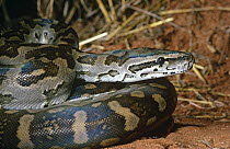 Rock python {Python sebae} Tsavo East NP, Kenya