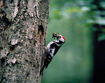 Middle spotted woodpecker {Dendrocopos medius} bringing food to chicks in nest hole, Brandenburg, Germany