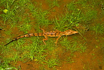 2 month old Saltwater crocodile {Crocodylus porosus} Adelaide River, Australia. Northern
