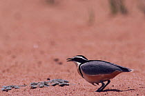Egyptian rail (Pluvianus aegyptius) with wet breast feathers to help cool eggs in nest, Africa