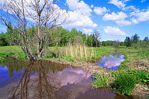 Eurasion Beaver dammed river and meadows {Castor fiber} Dundaga, Latvia