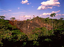 Forest cleared & burnt by colonists in Cuyabeno NP, Ecuador. Adjacent to oil road