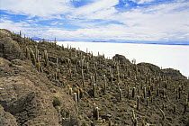 Cacti on Isla de Pescadores, isolated barren island in saltflats of Salar de Uyuni, altiplano at 4000m, Bolivia.