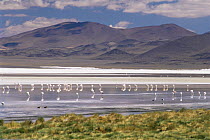 James (Phoenicoparrus jamesi) and Andean flamingoes (Phoenicoparrus andinus) on Lago Colorado at 4200m in Andes, Bolivia