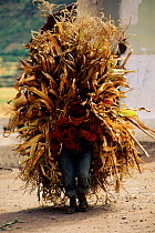 Indian farmer carrying maize, Pisac, Urubamba Valley, Peru