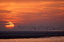 Pink footed geese in flight at sunset. Norfolk, England. {Anser brachyrhynchus}