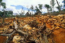 Erosion caused by gold mining, in forest encroaching on refuge of Golden crowned sifaka, Madagascar