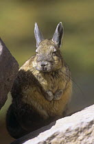 Common / Southern mountain viscacha {Lagidium viscacia} Lauca NP, Chile