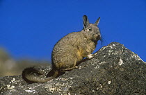 Common / Southern mountain viscacha {Lagidium viscacia} on rocks at Machu Picchu, Peru