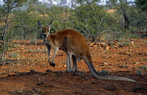 Red kangaroo {Macropus rufus} Australia.