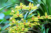 Orchid flowering in Perinet Special Reserve, Madagascar